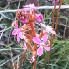 Stylidium montanum at Yaouk, NSW - suppressed