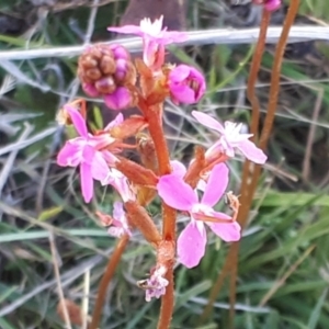 Stylidium montanum at Yaouk, NSW - suppressed