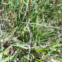 Stylidium graminifolium at Yaouk, NSW - 19 Nov 2023