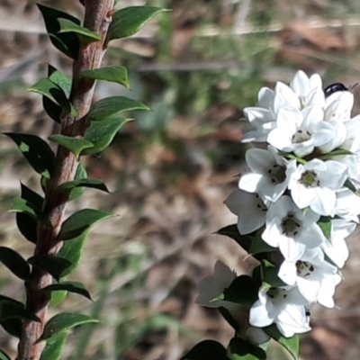 Epacris breviflora (Drumstick Heath) at Yaouk, NSW - 19 Nov 2023 by JARS