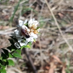 Epacris breviflora at Yaouk, NSW - 19 Nov 2023
