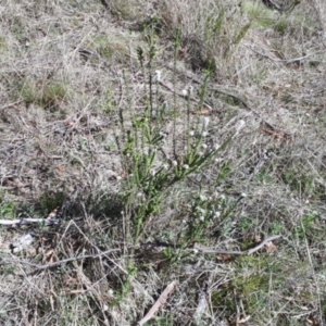 Epacris breviflora at Yaouk, NSW - suppressed