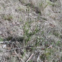 Epacris breviflora at Yaouk, NSW - 19 Nov 2023