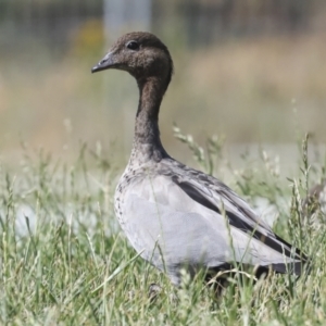 Chenonetta jubata at Strathnairn, ACT - 22 Nov 2023 08:41 AM