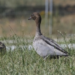 Chenonetta jubata at Strathnairn, ACT - 22 Nov 2023 08:41 AM