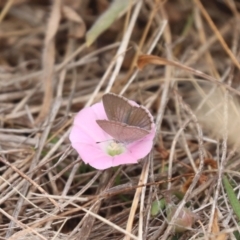 Zizina otis (Common Grass-Blue) at Gungahlin, ACT - 21 Nov 2023 by HappyWanderer