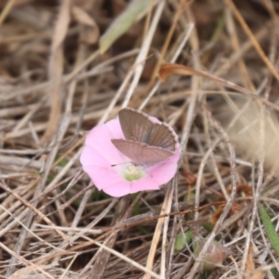 Zizina otis (Common Grass-Blue) at Gungahlin, ACT - 21 Nov 2023 by HappyWanderer