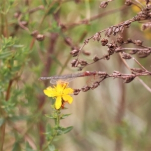 Xanthagrion erythroneurum at Mulanggari NR (MUL_11) - 21 Nov 2023