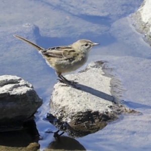 Poodytes gramineus at Strathnairn, ACT - 22 Nov 2023