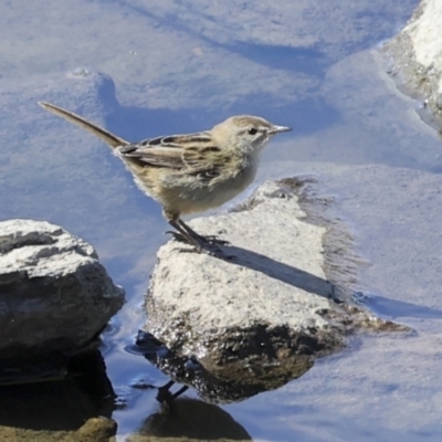 Poodytes gramineus (Little Grassbird) at Strathnairn, ACT - 21 Nov 2023 by AlisonMilton