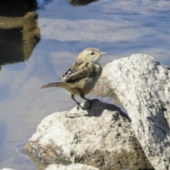 Poodytes gramineus at Strathnairn, ACT - 22 Nov 2023