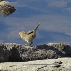 Poodytes gramineus at Strathnairn, ACT - 22 Nov 2023