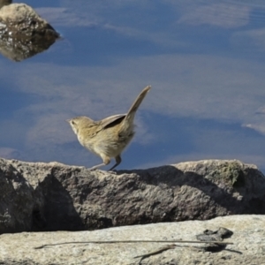 Poodytes gramineus at Strathnairn, ACT - 22 Nov 2023