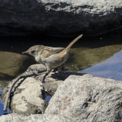 Poodytes gramineus at Strathnairn, ACT - 22 Nov 2023