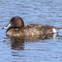 Aythya australis (Hardhead) at Strathnairn, ACT - 21 Nov 2023 by AlisonMilton