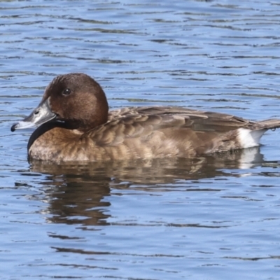 Aythya australis (Hardhead) at Strathnairn, ACT - 21 Nov 2023 by AlisonMilton