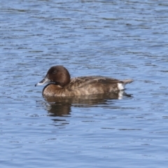 Aythya australis at Strathnairn, ACT - 22 Nov 2023