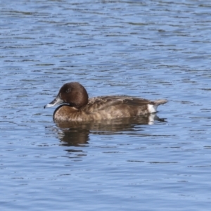 Aythya australis at Strathnairn, ACT - 22 Nov 2023 09:07 AM