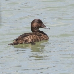 Aythya australis (Hardhead) at Strathnairn, ACT - 22 Nov 2023 by AlisonMilton