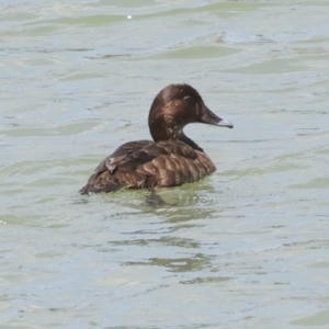 Aythya australis at Strathnairn, ACT - 22 Nov 2023