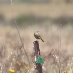 Anthus australis (Australian Pipit) at Gungahlin, ACT - 21 Nov 2023 by HappyWanderer