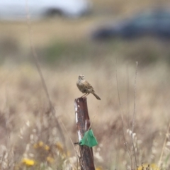 Anthus australis at Undefined Area - 21 Nov 2023 11:40 AM