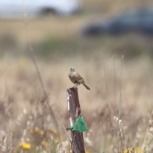 Anthus australis at Undefined Area - 21 Nov 2023 11:40 AM