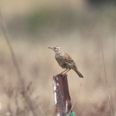 Anthus australis at Undefined Area - 21 Nov 2023 11:40 AM