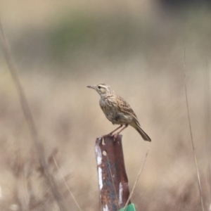 Anthus australis at Undefined Area - 21 Nov 2023 11:40 AM