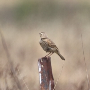 Anthus australis at Undefined Area - 21 Nov 2023 11:40 AM