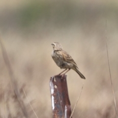 Anthus australis at Mulanggari NR (MUL_11) - 21 Nov 2023