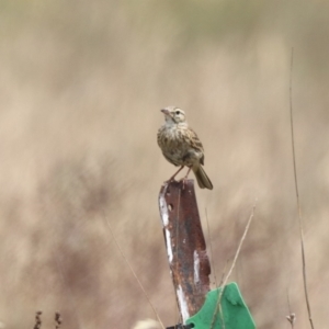 Anthus australis at Undefined Area - 21 Nov 2023 11:40 AM