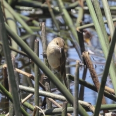 Acrocephalus australis (Australian Reed-Warbler) at Strathnairn, ACT - 22 Nov 2023 by AlisonMilton