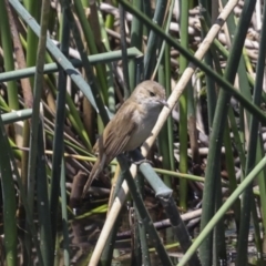 Acrocephalus australis at Strathnairn, ACT - 22 Nov 2023 11:08 AM