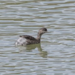 Poliocephalus poliocephalus (Hoary-headed Grebe) at Strathnairn, ACT - 22 Nov 2023 by AlisonMilton