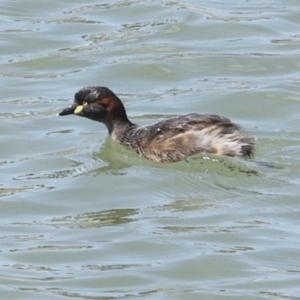 Tachybaptus novaehollandiae at Strathnairn, ACT - 22 Nov 2023