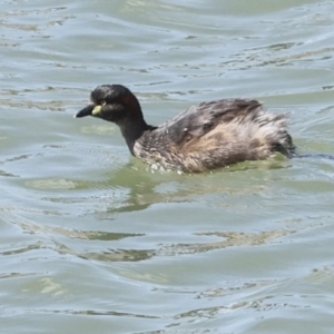 Tachybaptus novaehollandiae at Strathnairn, ACT - 22 Nov 2023