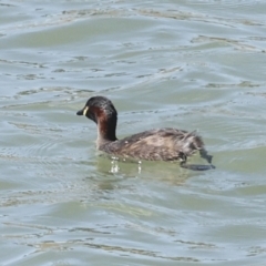 Tachybaptus novaehollandiae at Strathnairn, ACT - 22 Nov 2023