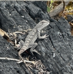 Amphibolurus muricatus (Jacky Lizard) at Namadgi National Park - 22 Nov 2023 by FeralGhostbat