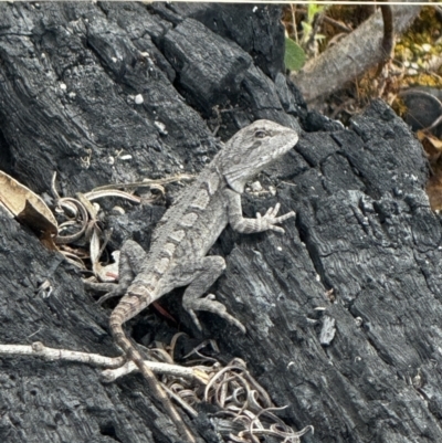 Amphibolurus muricatus at Rendezvous Creek, ACT - 22 Nov 2023 by FeralGhostbat