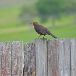 Turdus merula at Jamberoo, NSW - 22 Nov 2023 07:36 PM