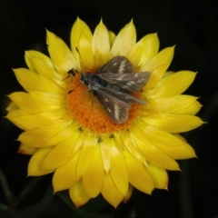 Taractrocera papyria (White-banded Grass-dart) at Ainslie, ACT - 30 Dec 2022 by jb2602