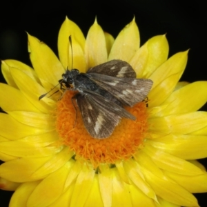 Taractrocera papyria at Mount Ainslie - 30 Dec 2022