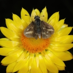 Taractrocera papyria at Mount Ainslie - 30 Dec 2022