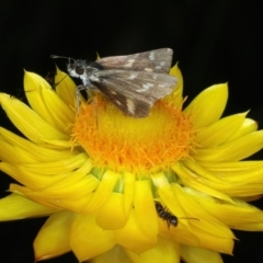 Taractrocera papyria at Mount Ainslie - 30 Dec 2022