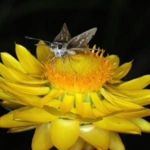 Taractrocera papyria at Mount Ainslie - 30 Dec 2022