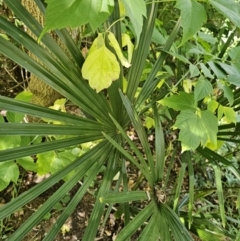 Washingtonia filifera at Lawson, ACT - 22 Nov 2023
