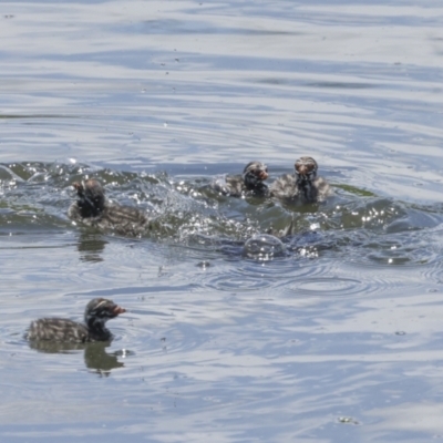 Tachybaptus novaehollandiae (Australasian Grebe) at Strathnairn, ACT - 22 Nov 2023 by AlisonMilton