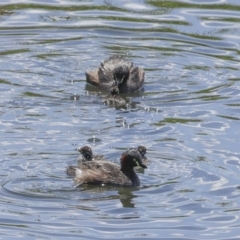 Tachybaptus novaehollandiae at Strathnairn, ACT - 22 Nov 2023