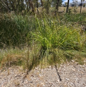 Gahnia aspera at Lawson, ACT - 22 Nov 2023